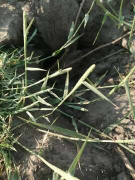 Image of Fox-Tail Prickle Grass