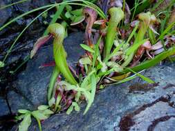 Image of California pitcherplant