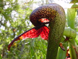 Image of California pitcherplant