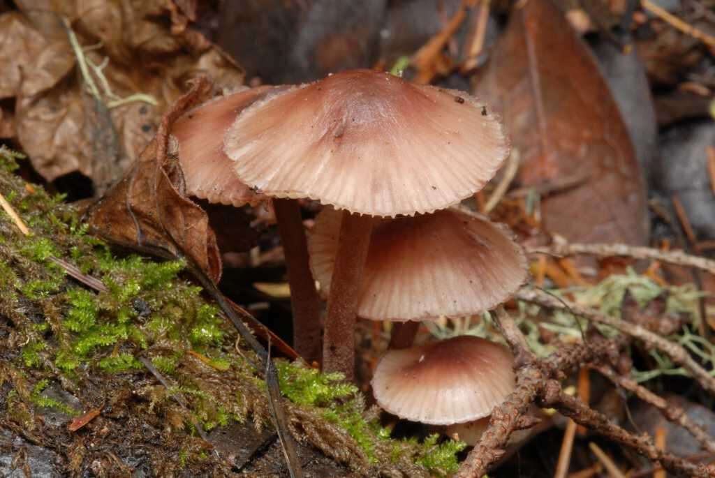 Image of Mycena haematopus (Pers.) P. Kumm. 1871