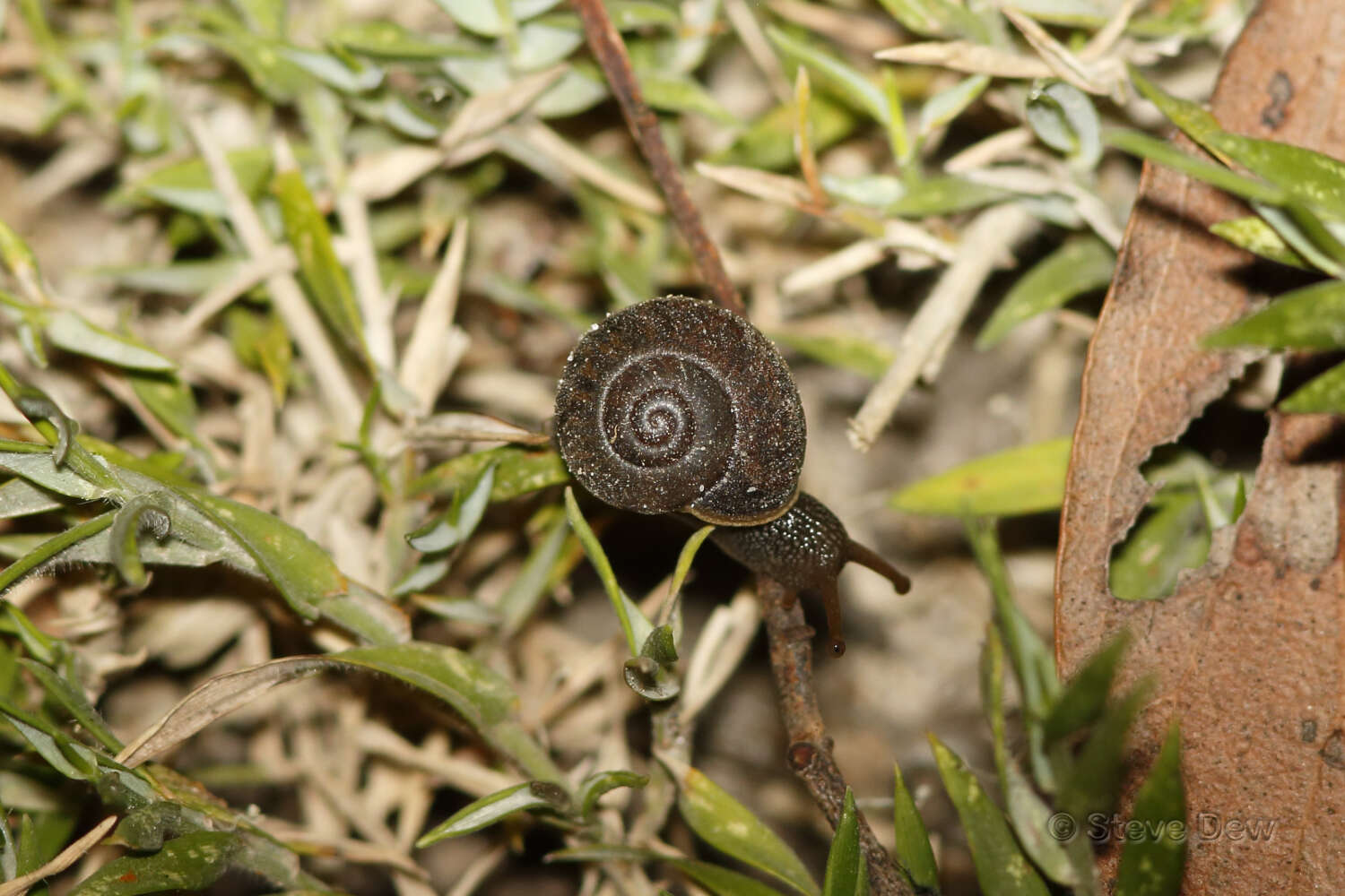 Image of southern hairy red snail