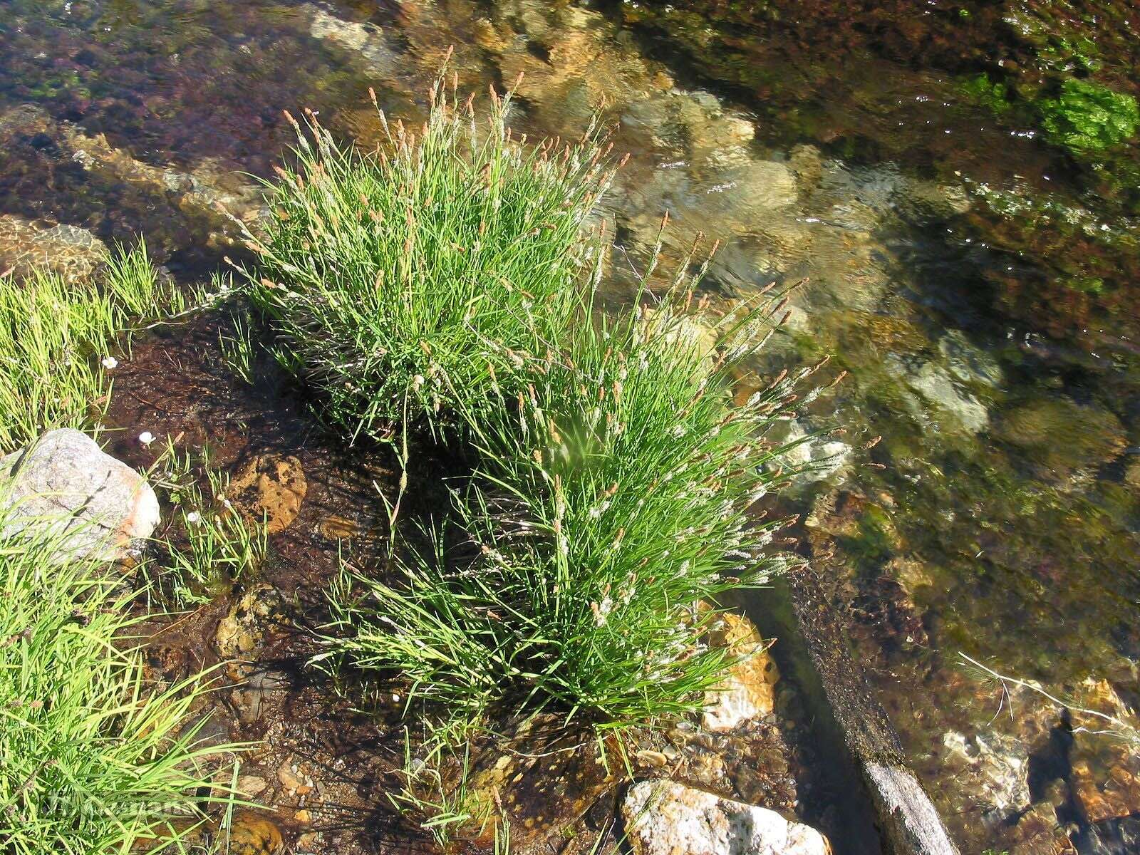 Image de Carex reuteriana subsp. reuteriana