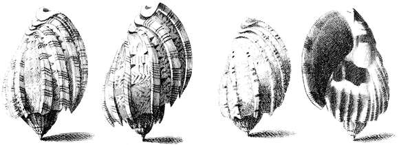 Plancia ëd Harpa harpa (Linnaeus 1758)