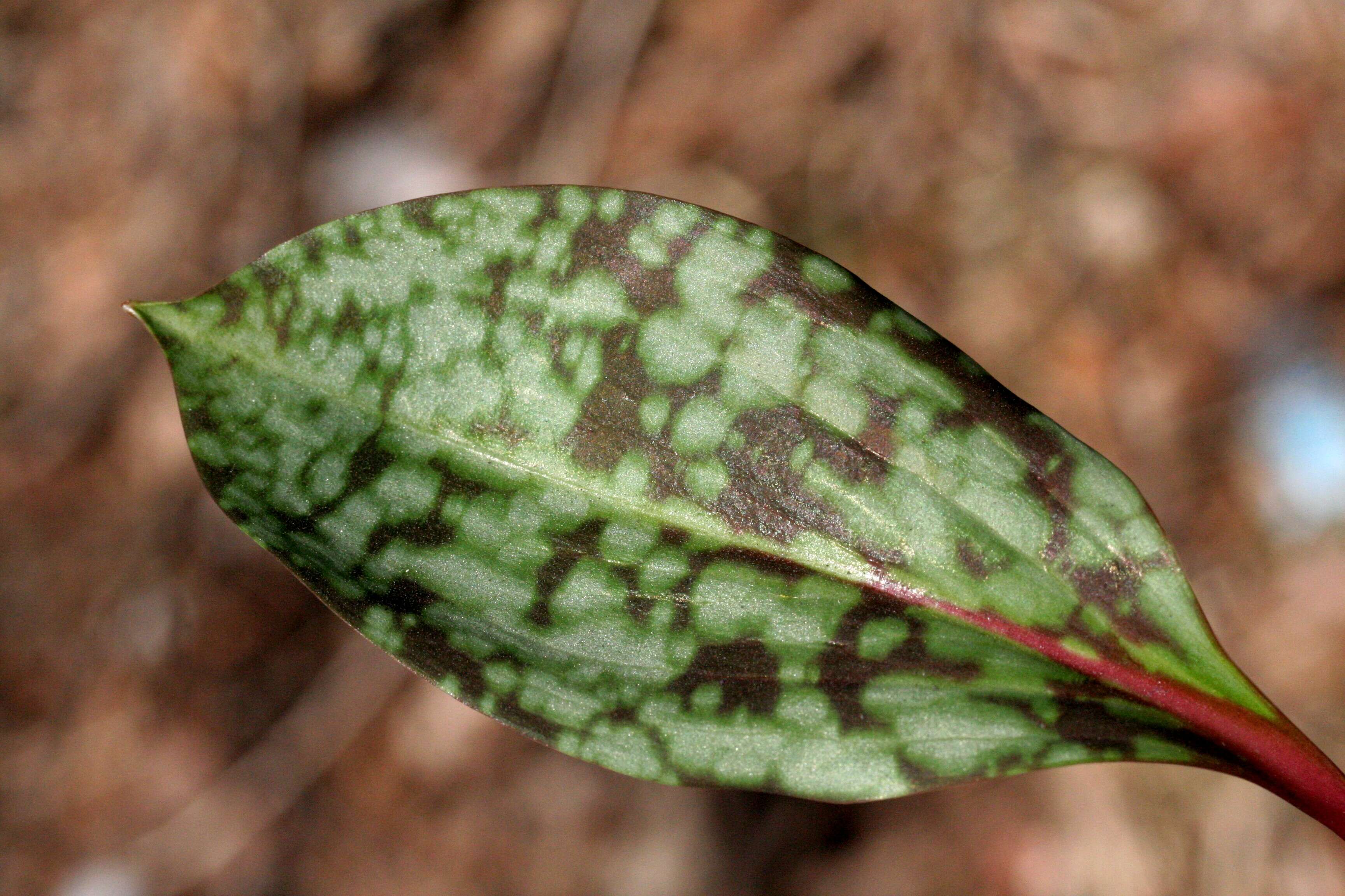 Image of Dog tooth lily