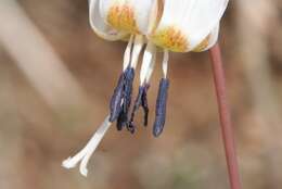 Image of Dog tooth lily