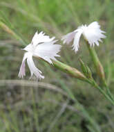 Plancia ëd Dianthus fragrans Bieb.