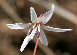 Image of Dog tooth lily