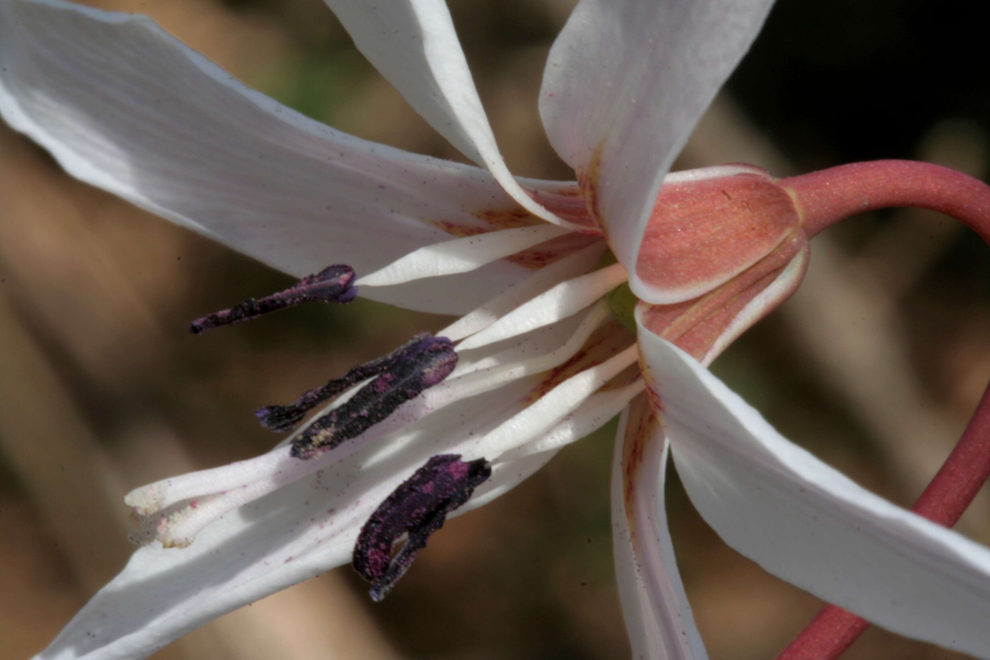 Image of Dog tooth lily