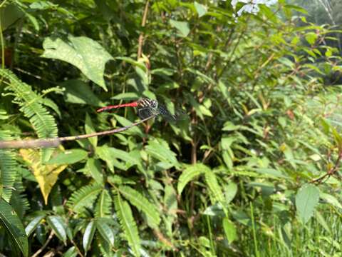 Image of Sympetrum nantouensis Tang, Yeh & Chen 2013