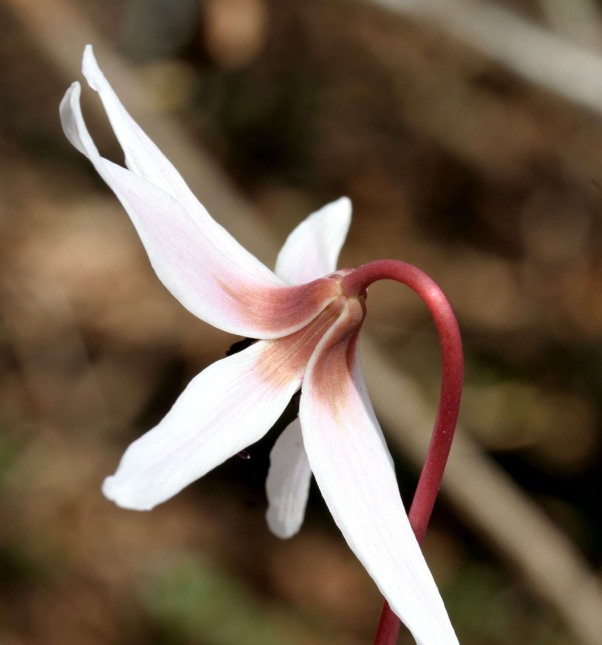 Image of Dog tooth lily