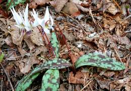 Image of Dog tooth lily