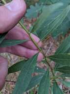 Image of showy goldenrod