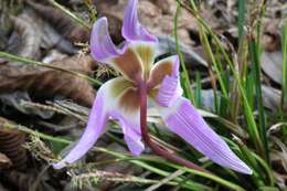 Image of Dog tooth lily