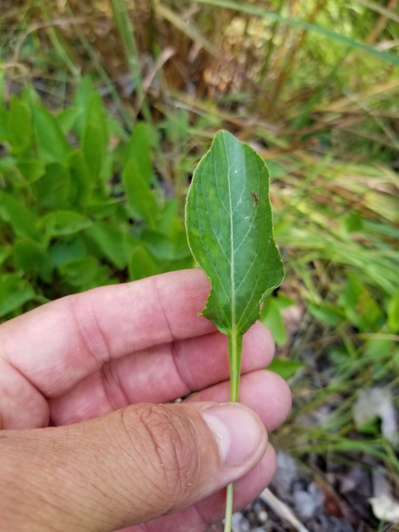 Image of lanceleaf violet