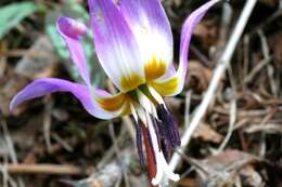 Image of Dog tooth lily