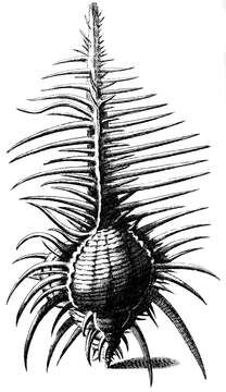 Image of Venus comb murex