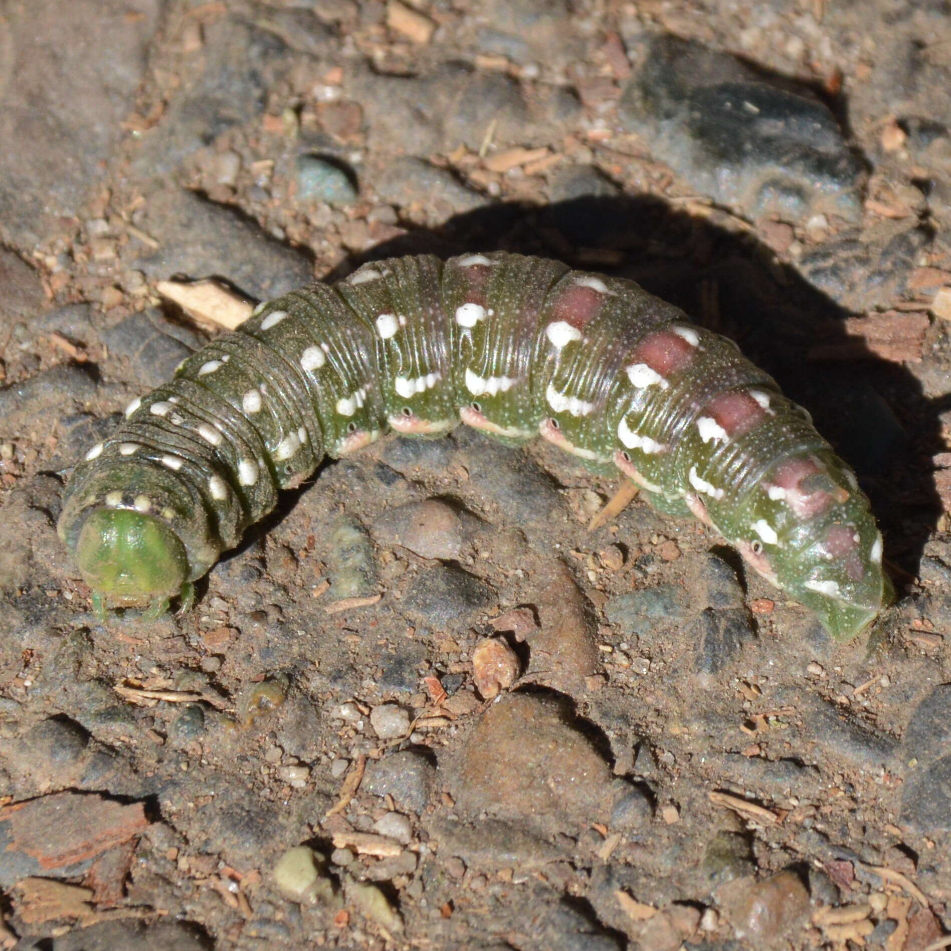 Image of Sequoia sphinx