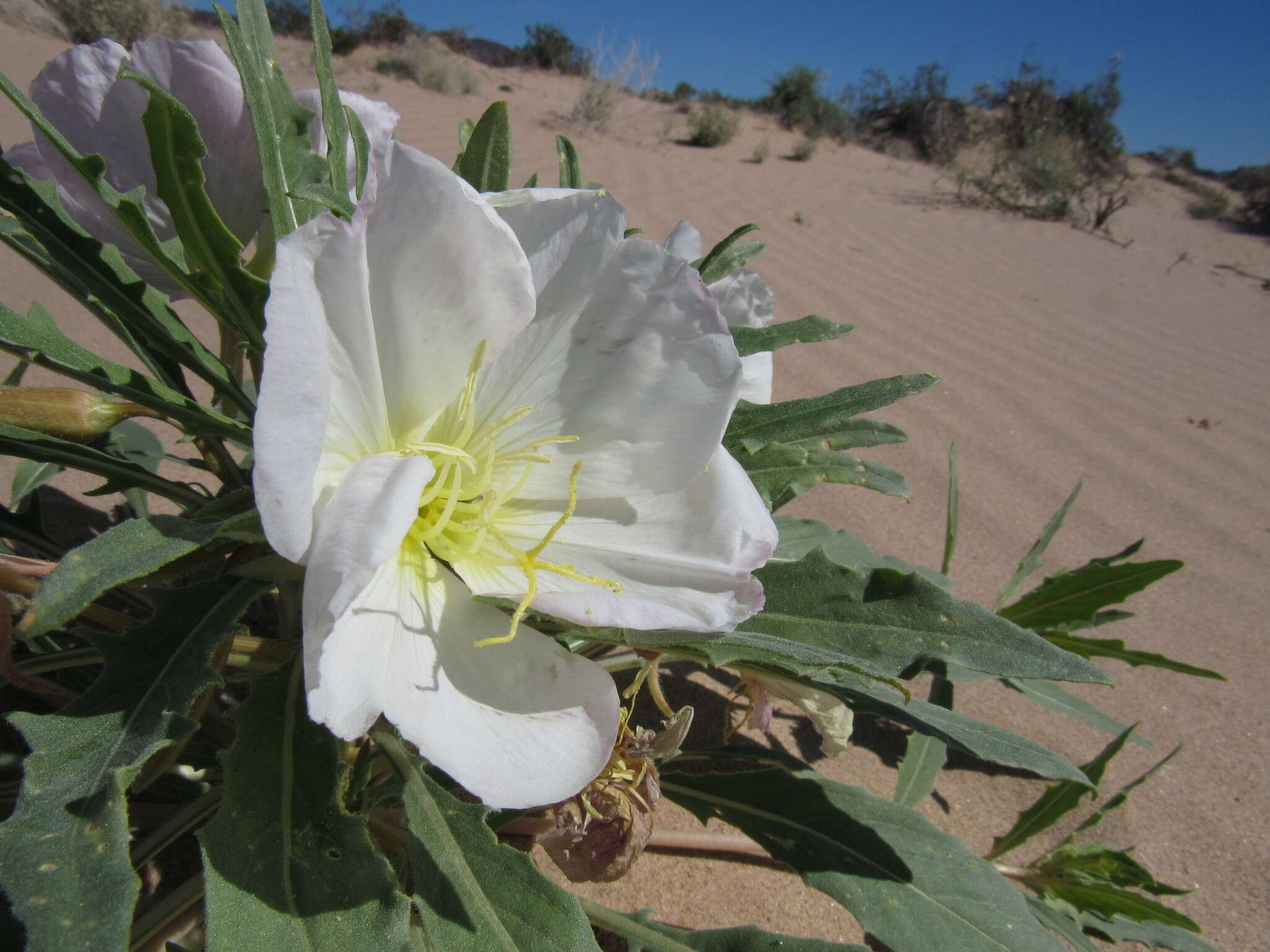 Imagem de Oenothera deltoides Torr. & Frem.