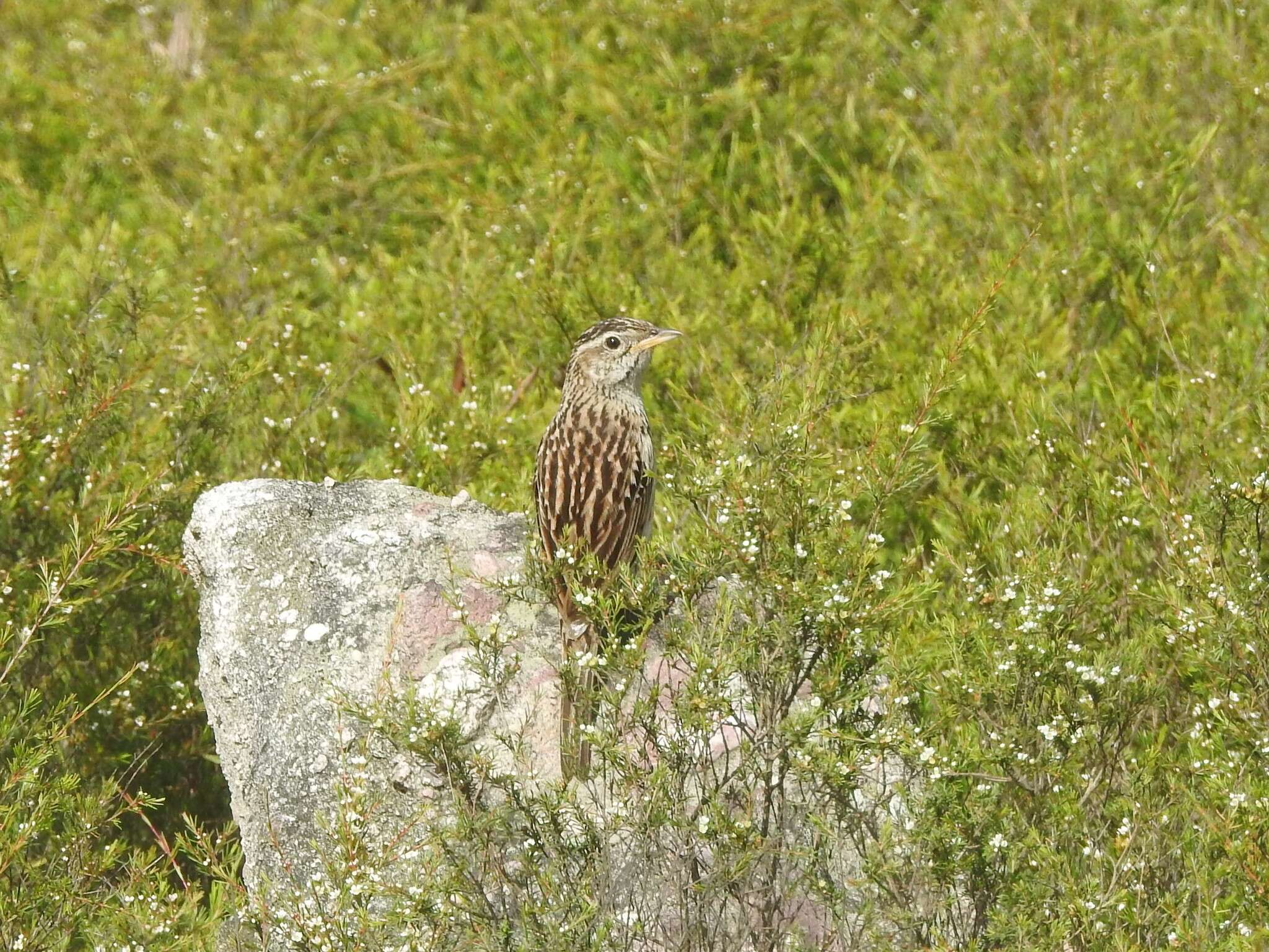 Anthus sylvanus (Hodgson 1845) resmi