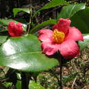 Image of Camellia japonica var. rusticana (Honda) T. L. Ming