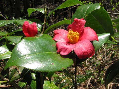 Image of Camellia japonica var. rusticana (Honda) T. L. Ming