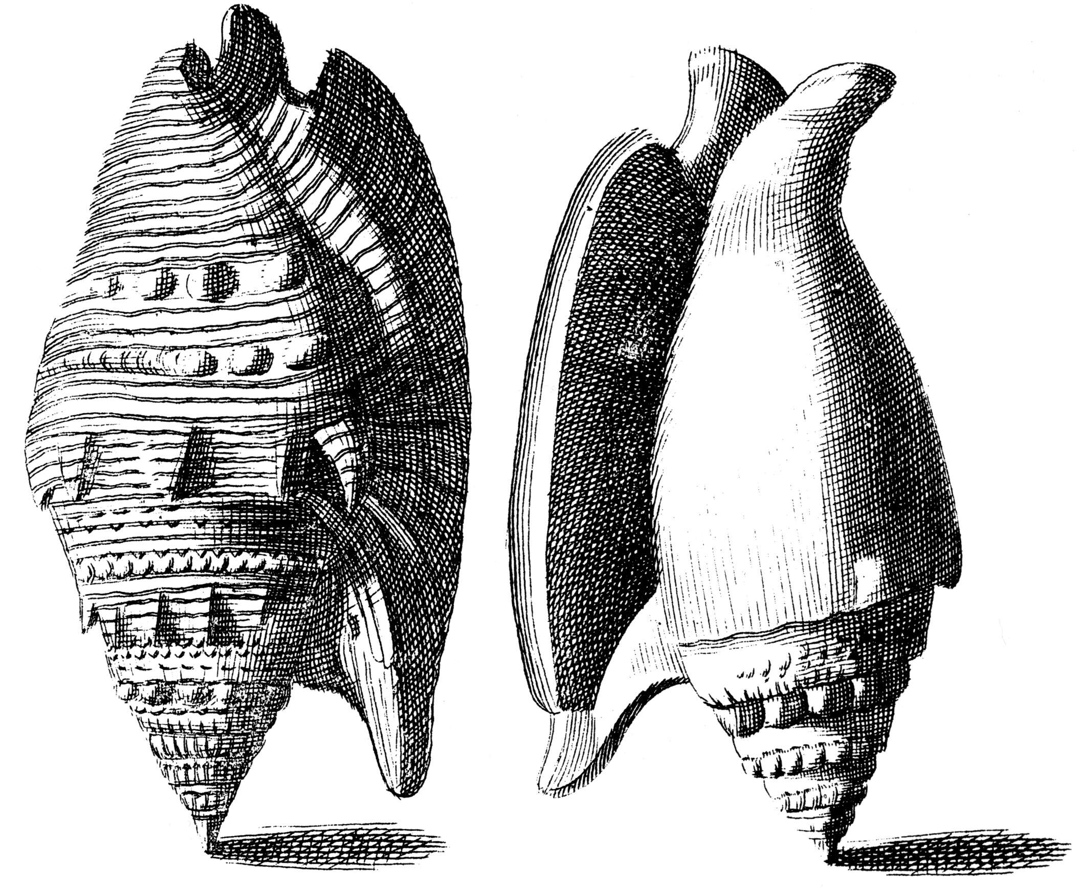 Image de Euprotomus Gill 1870