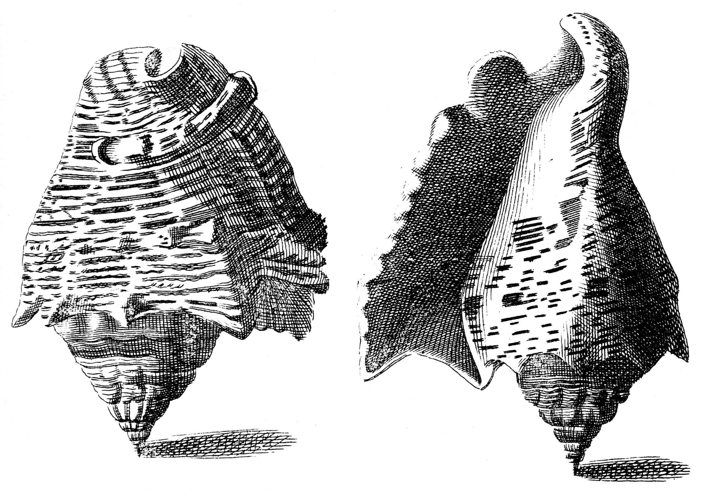 Image of Hawk-wing conch