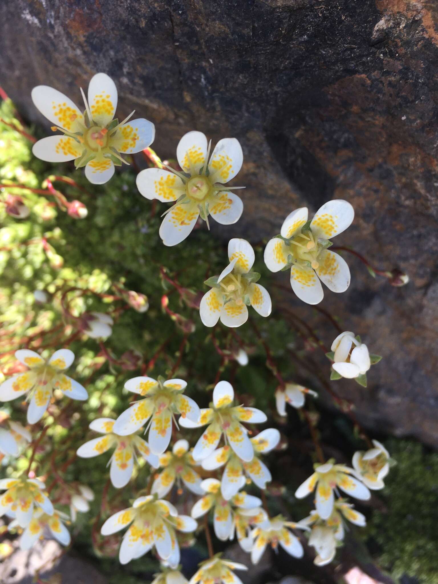 Слика од Saxifraga bryoides L.