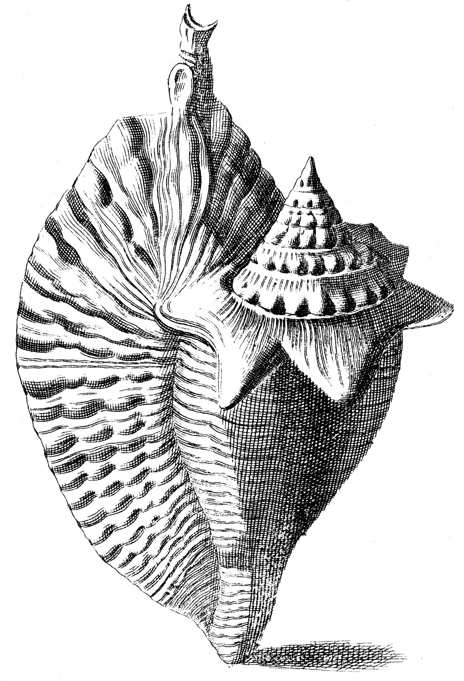 Image of Aliger gallus (Linnaeus 1758)