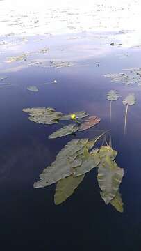 Plancia ëd Nuphar sagittifolia (Walt.) Pursh