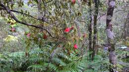 Image of Rhododendron oldhamii Maxim.