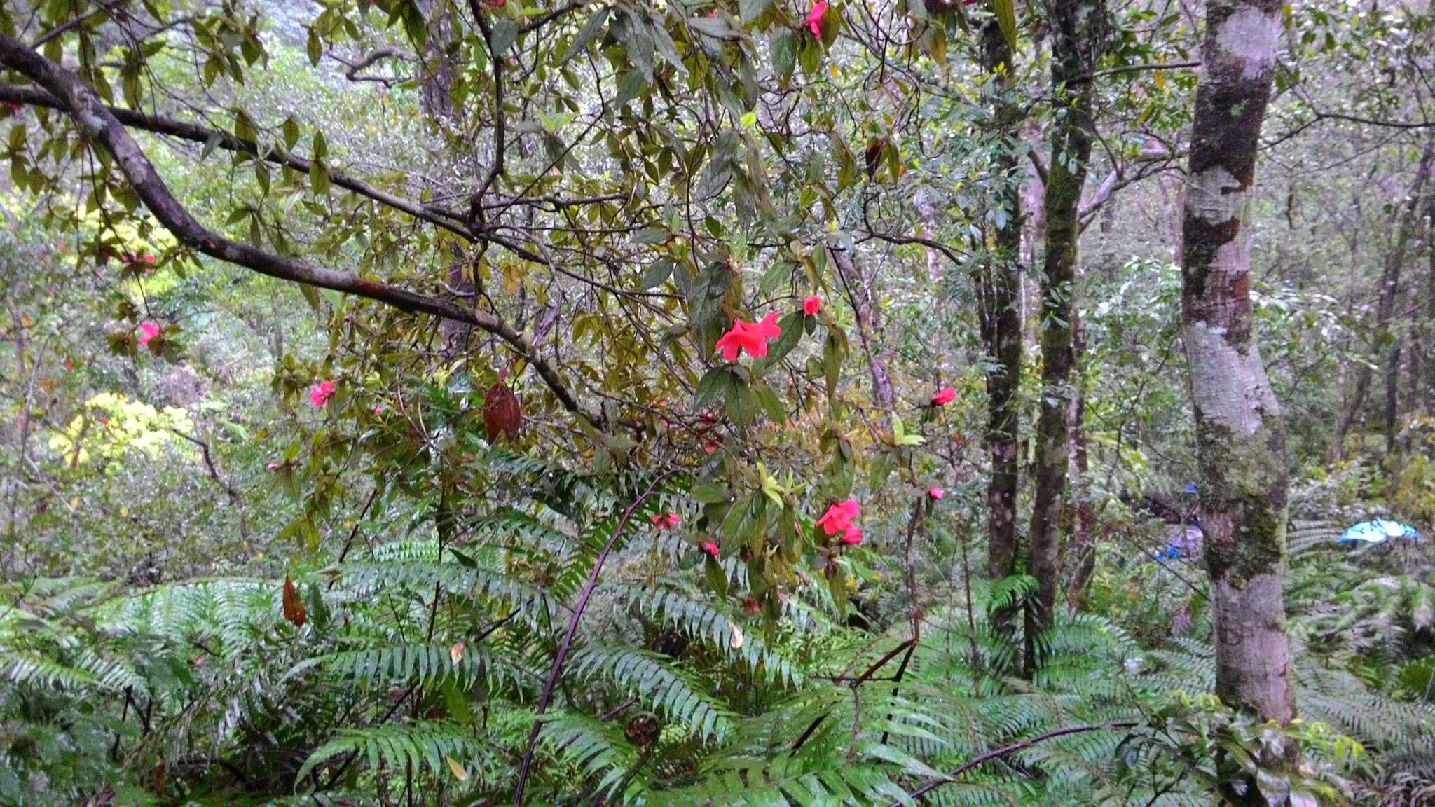 Слика од Rhododendron oldhamii Maxim.