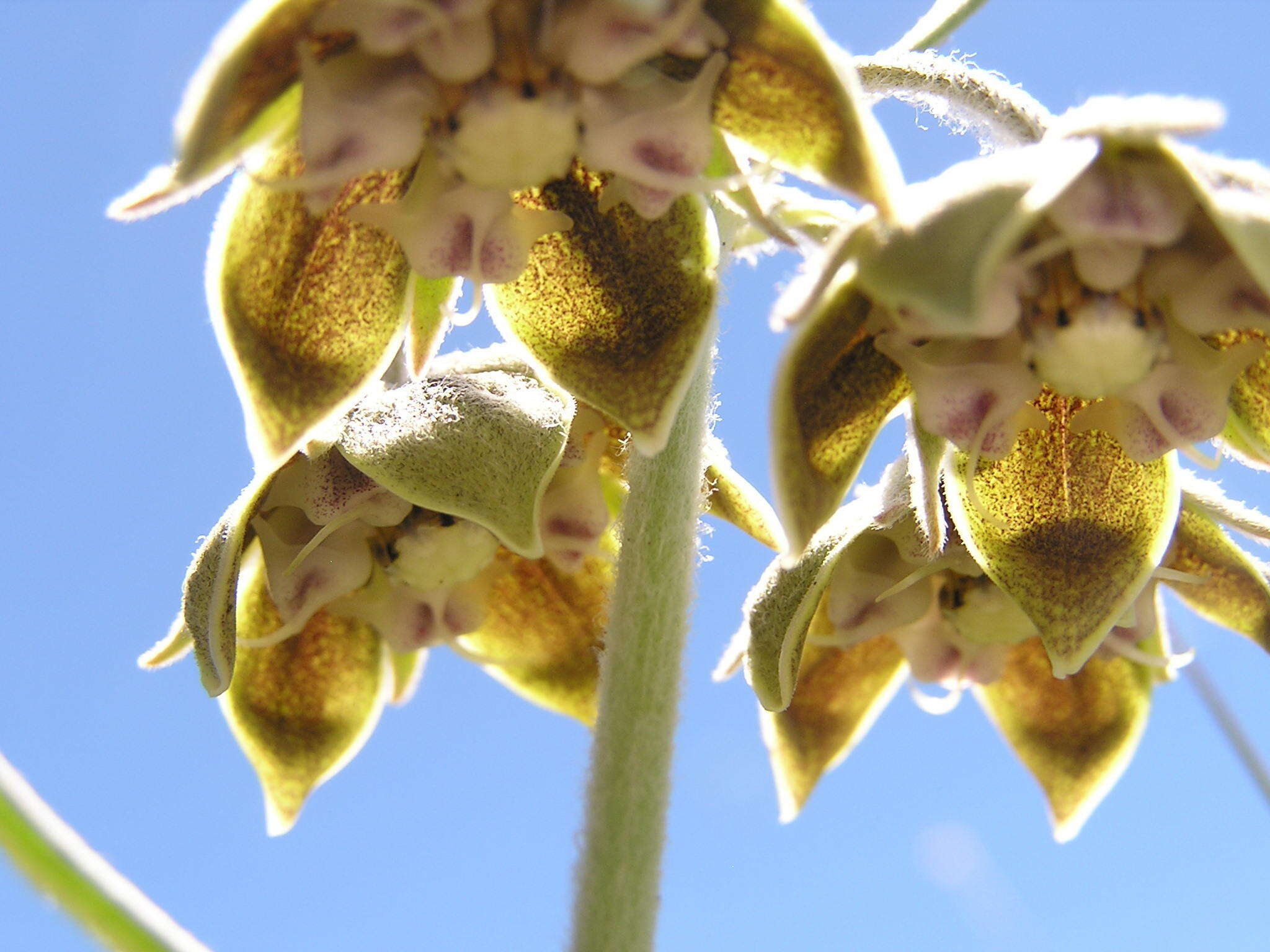 Image of Miraglossum davyi (N. E. Br.) F. K. Kupicha