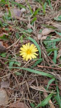 Image of Ixeris chinensis (Thunb.) Kitag.