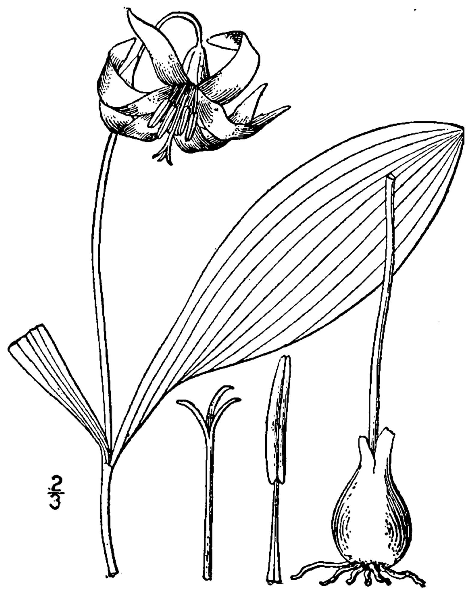 Image of white fawnlily