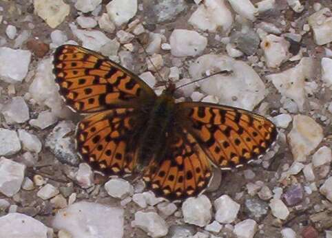 Plancia ëd Boloria euphrosyne