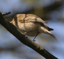 Image of Common Chiffchaff