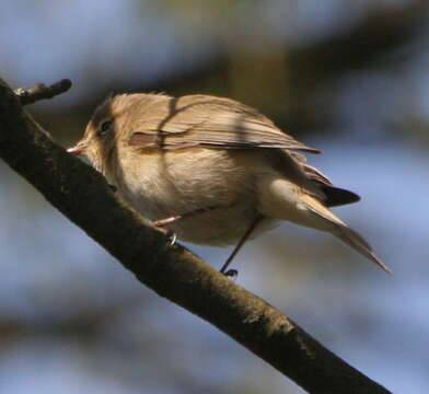 Image of Common Chiffchaff