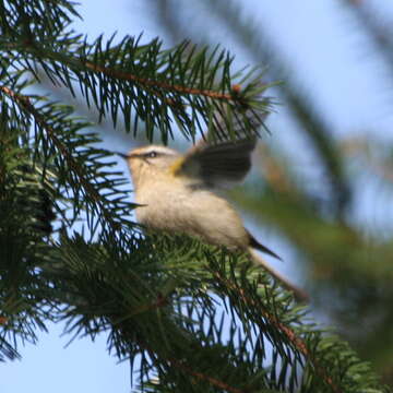 Image of Common Firecrest