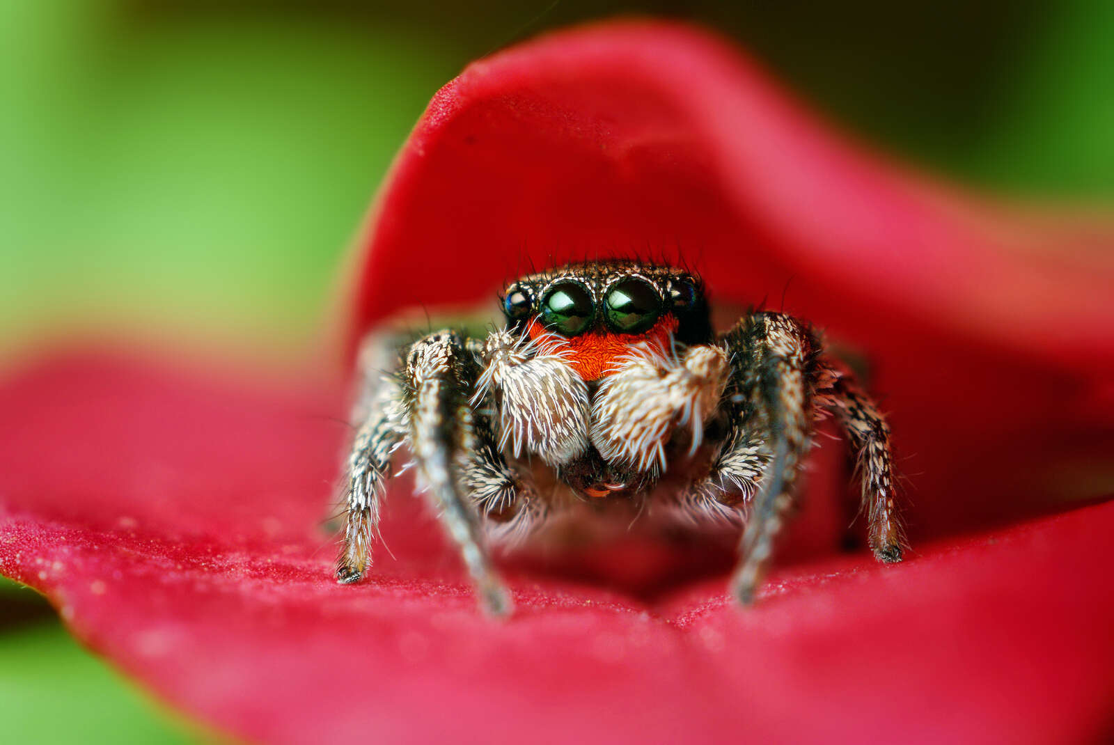 Image of Habronattus coecatus (Hentz 1846)