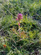 Image of <i>Castilleja <i>exserta</i></i> subsp. exserta