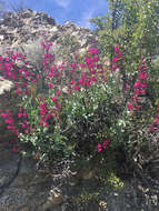 Image of San Jacinto beardtongue