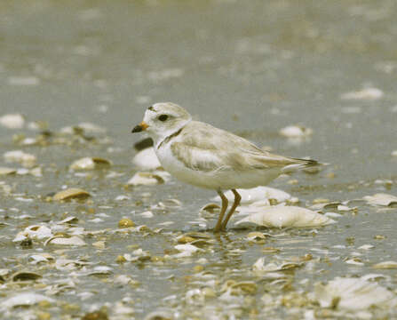 Image of Piping Plover