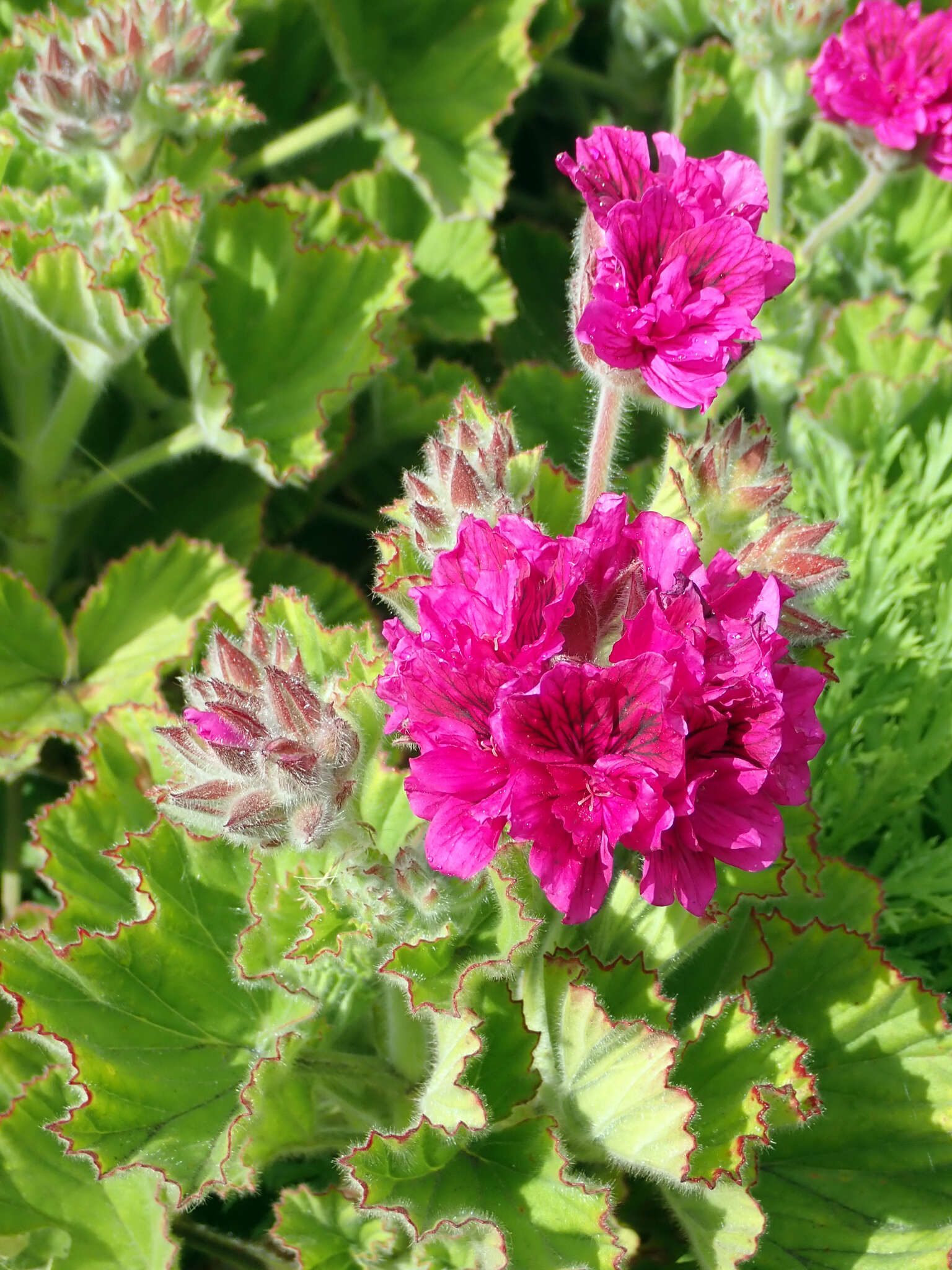 Imagem de Pelargonium domesticum Bailey