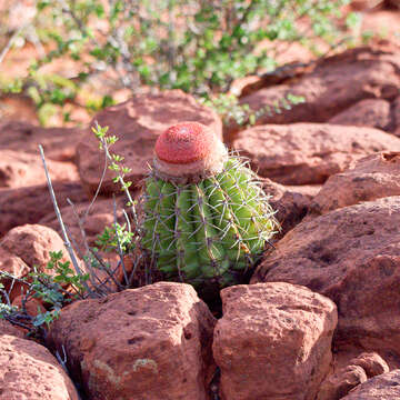 Melocactus bahiensis (Britton & Rose) Luetzelb. resmi