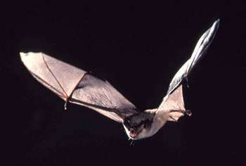 Image of Gray Myotis