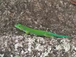 Слика од Phelsuma sundbergi Rendahl 1939