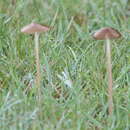 Image of Xerula australis (Dörfelt) R. H. Petersen 1994