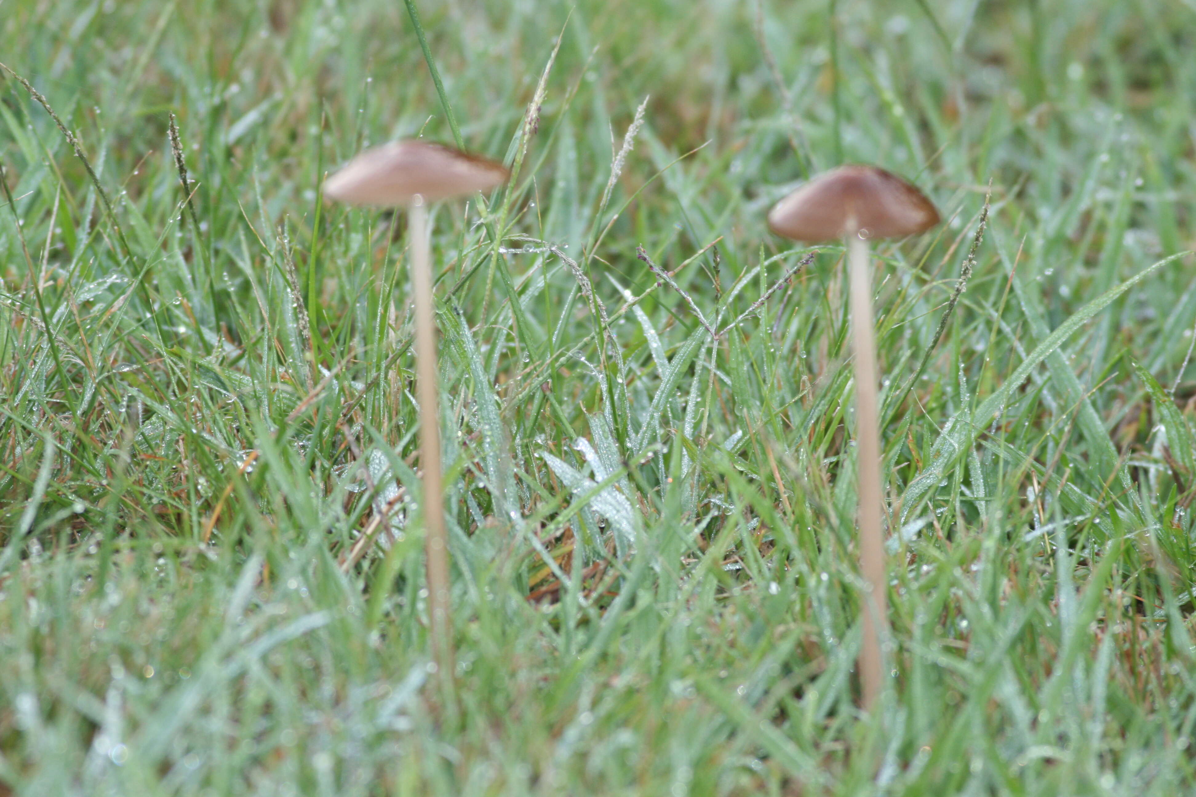 Image of Xerula australis (Dörfelt) R. H. Petersen 1994