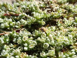 Image of Scleranthus perennis subsp. perennis